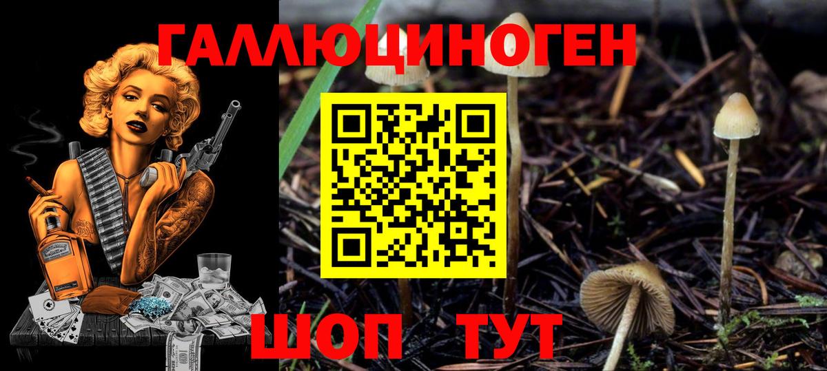 где можно купить наркотик  Псилоцибиновые грибы Cubensis  Санкт-Петербург  Вход с VPN  Галлюциногенные грибы прущие грибы 